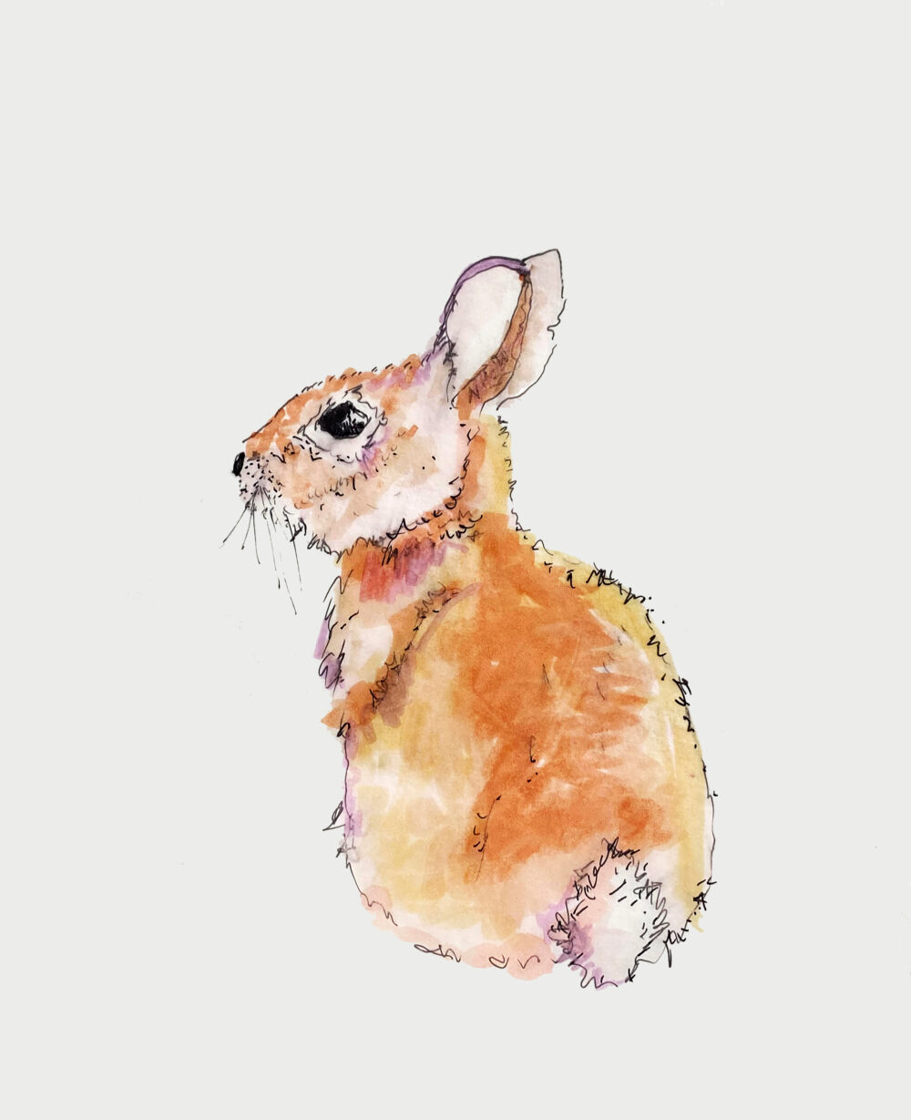 Eastern Cottontail sketch