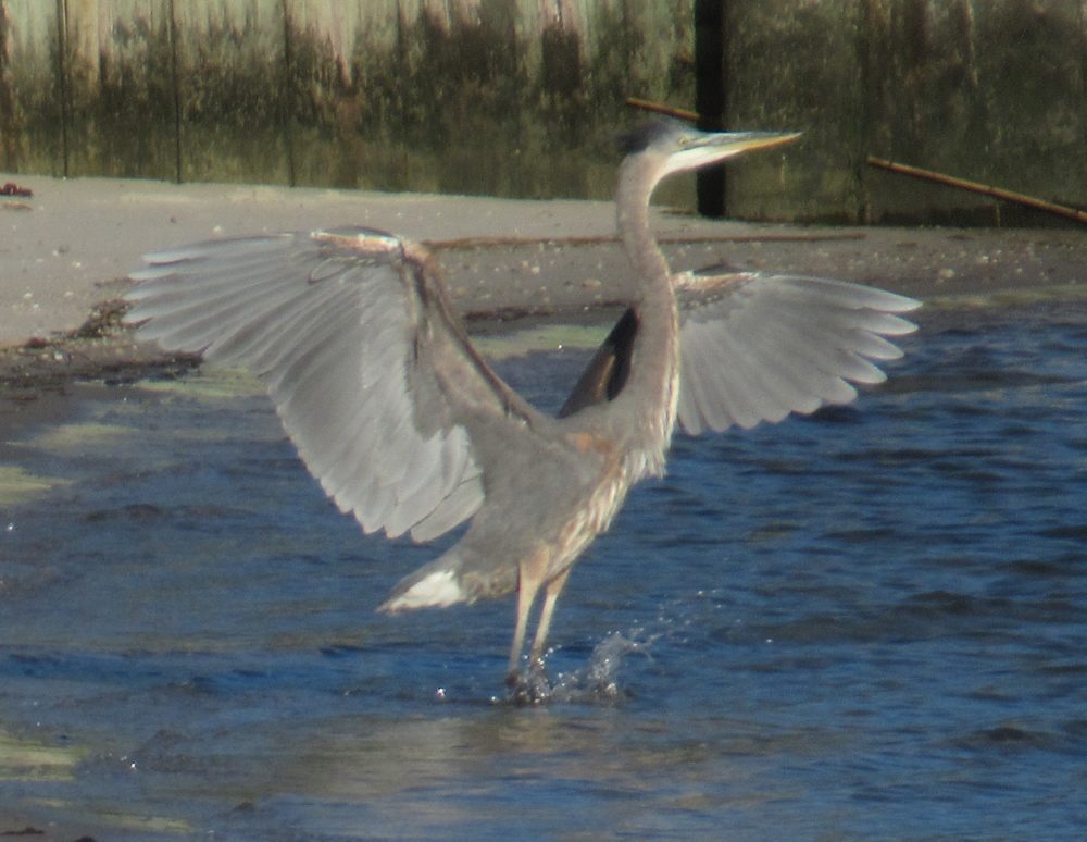 A heron spreading their wings while standing in water