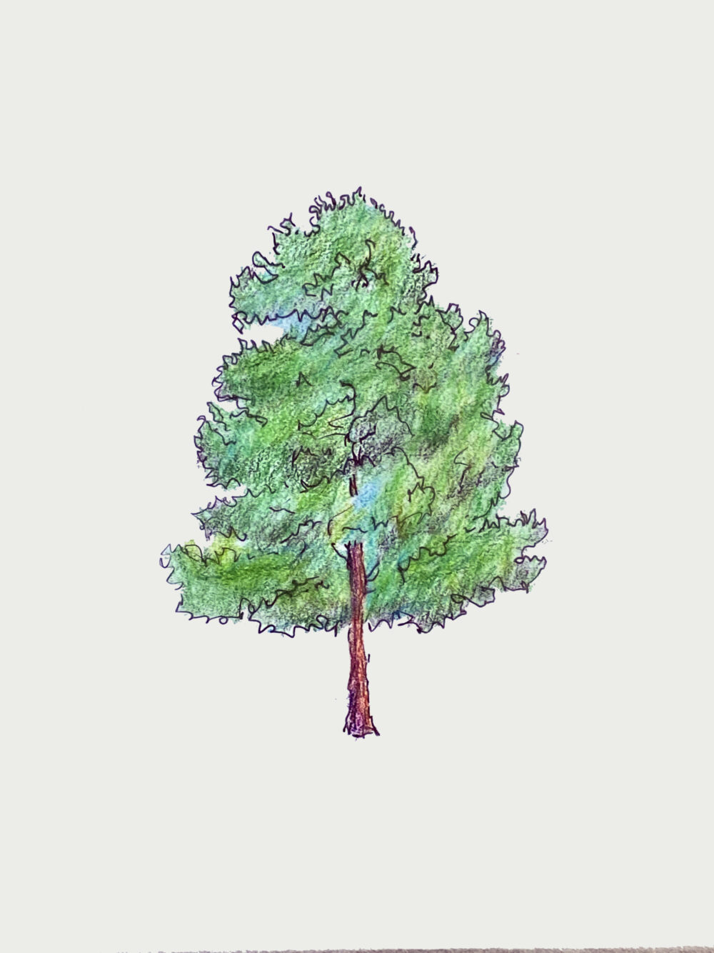 Juniper tree sketch