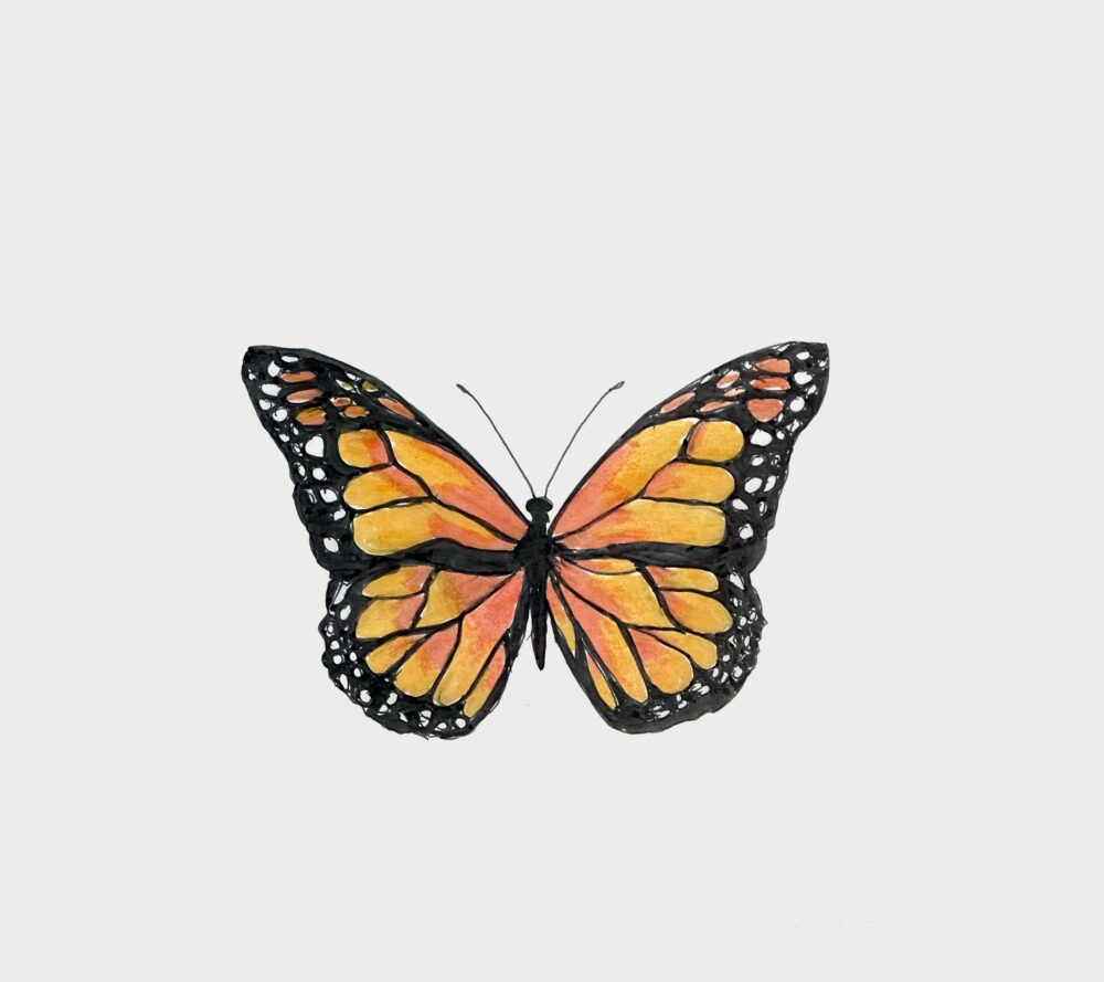 Monarch Butterfly Sketch