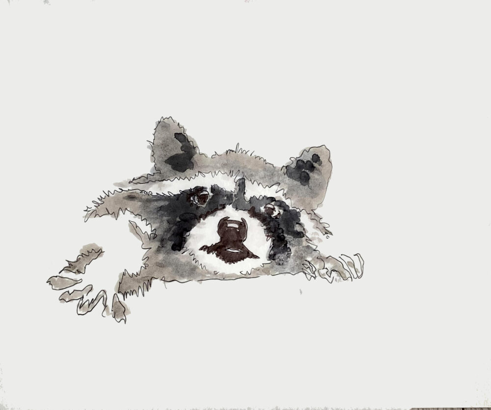 raccoon sketch