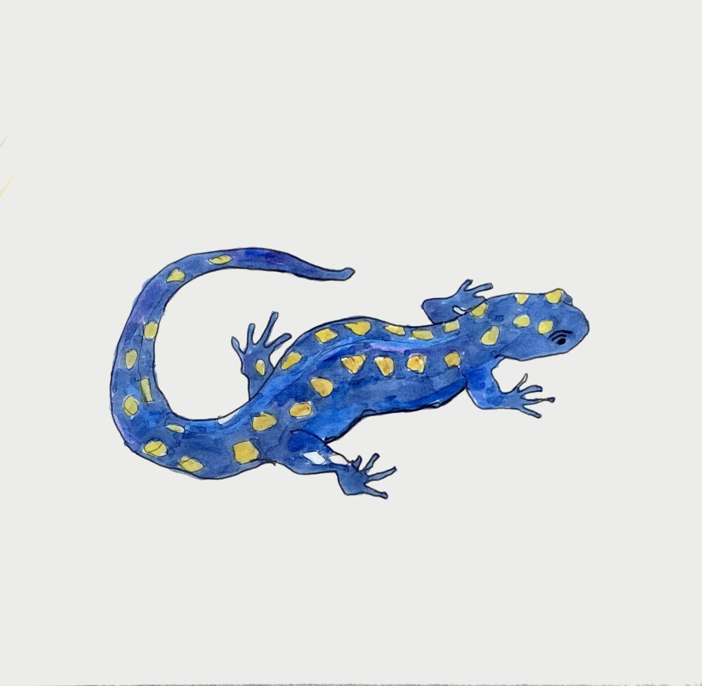 sketch of spotted salamander