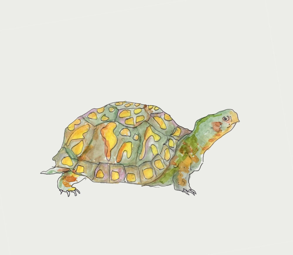 sketch of Eastern box turtle