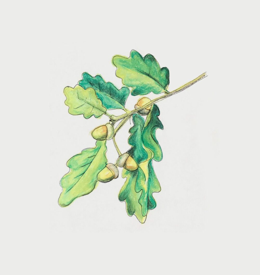 Oak leaf sketch