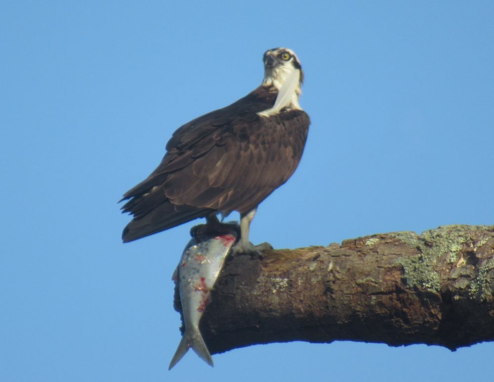 Osprey sitting on an oak eating a Menhaden