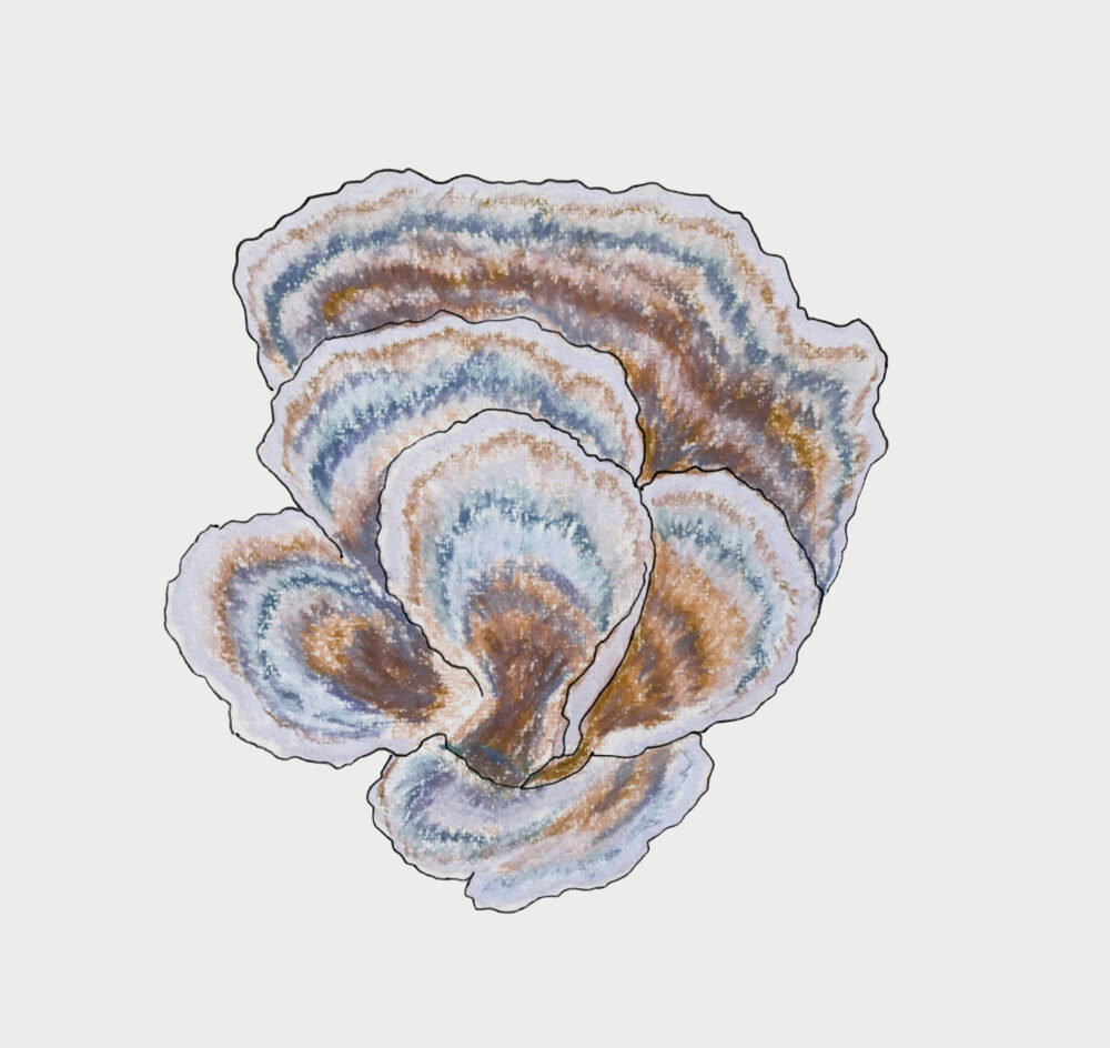 Turkey Tail Mushroom sketch