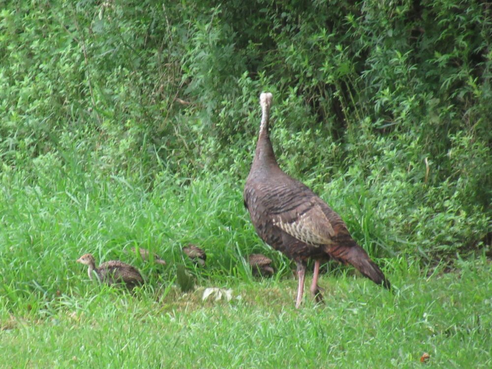turkey poults and mother
