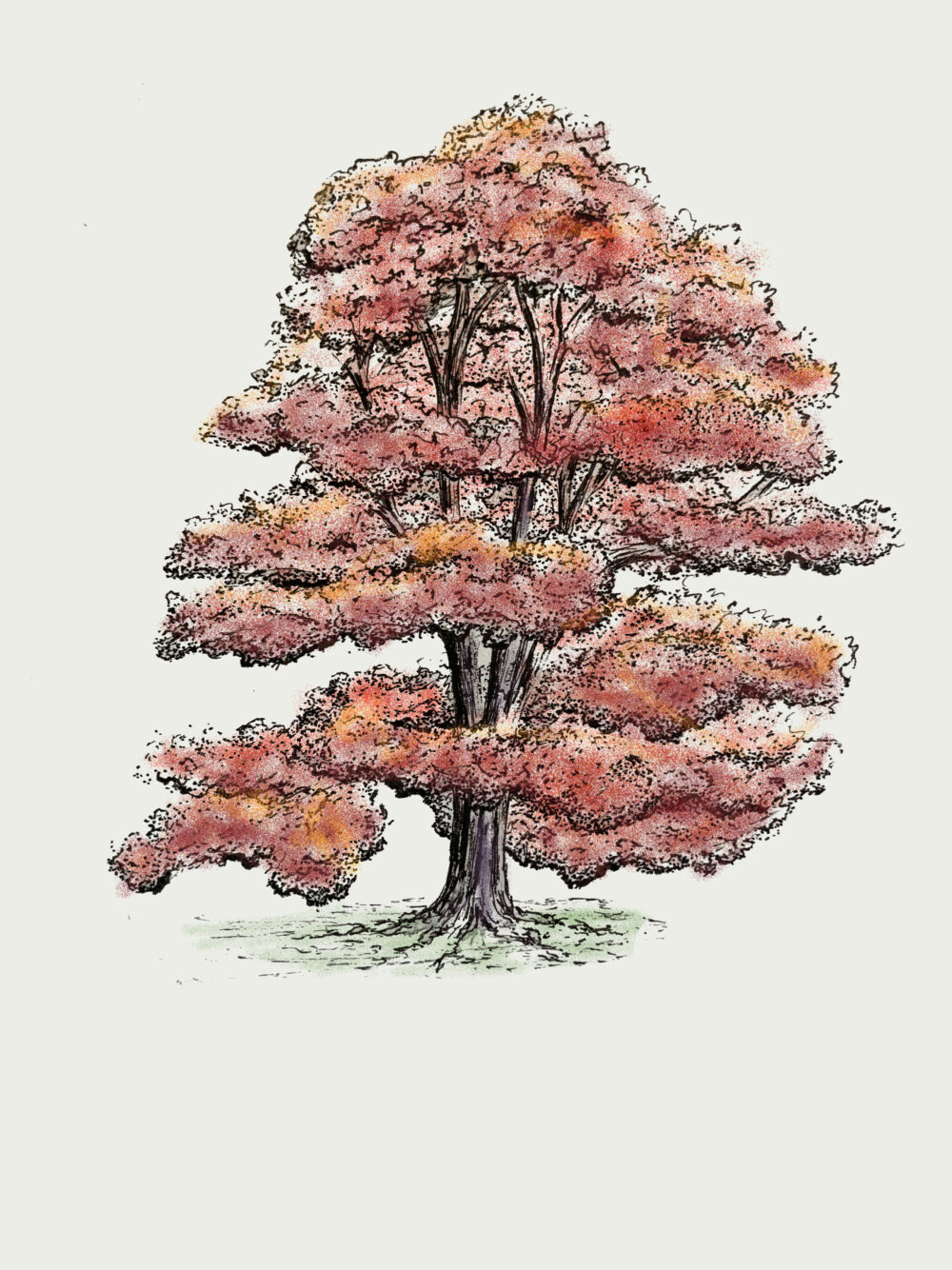 Red oak sketch