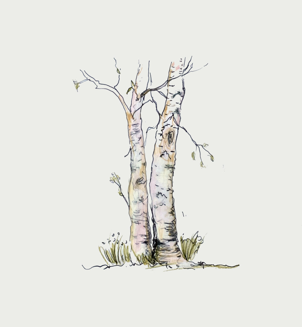 Silver birch sketch