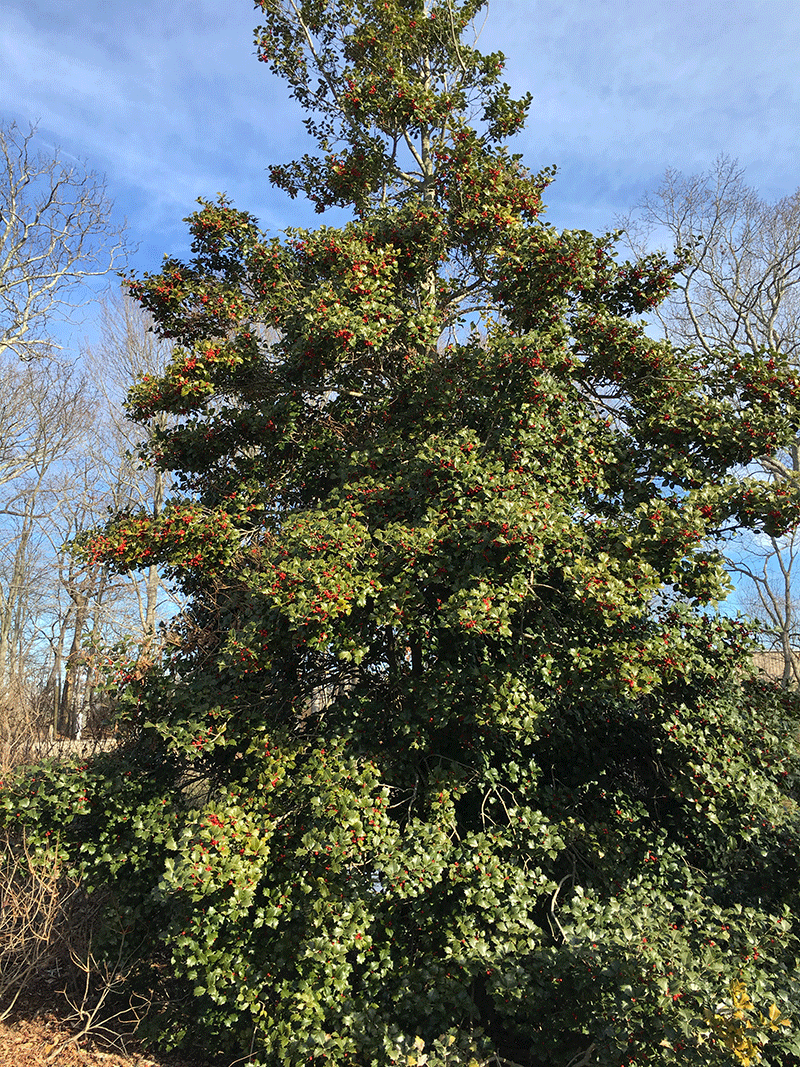 American holly