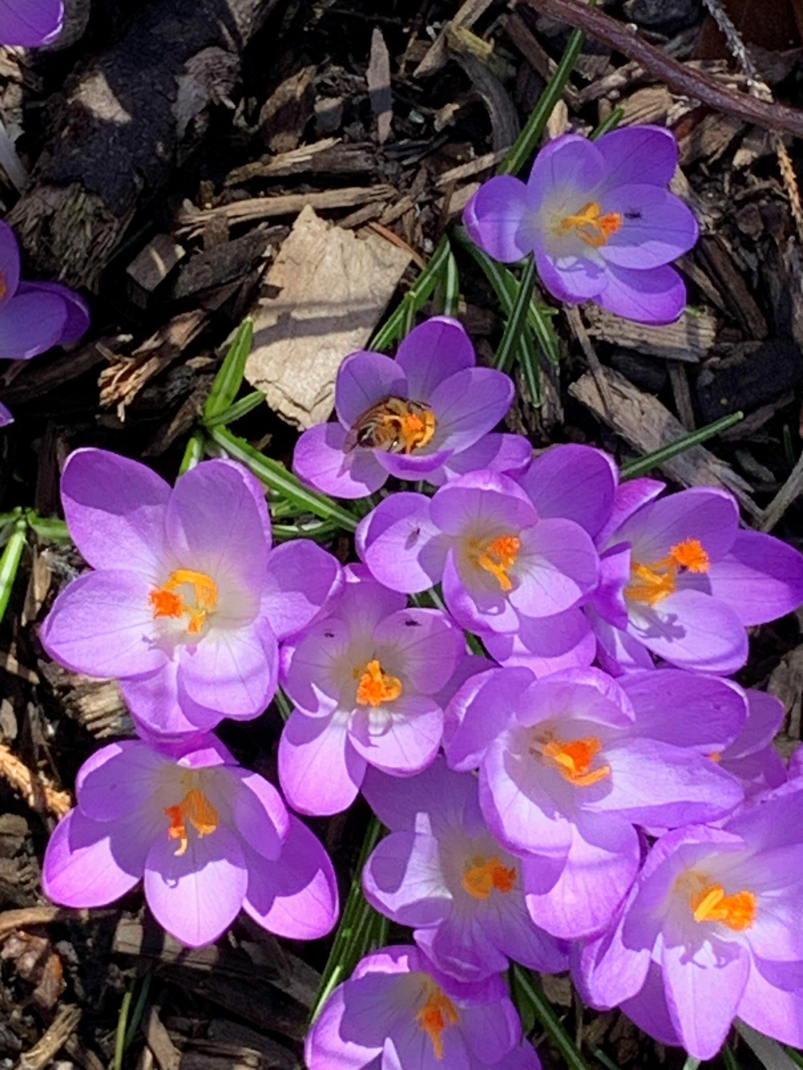 Early Spring Bloomers for Your Garden