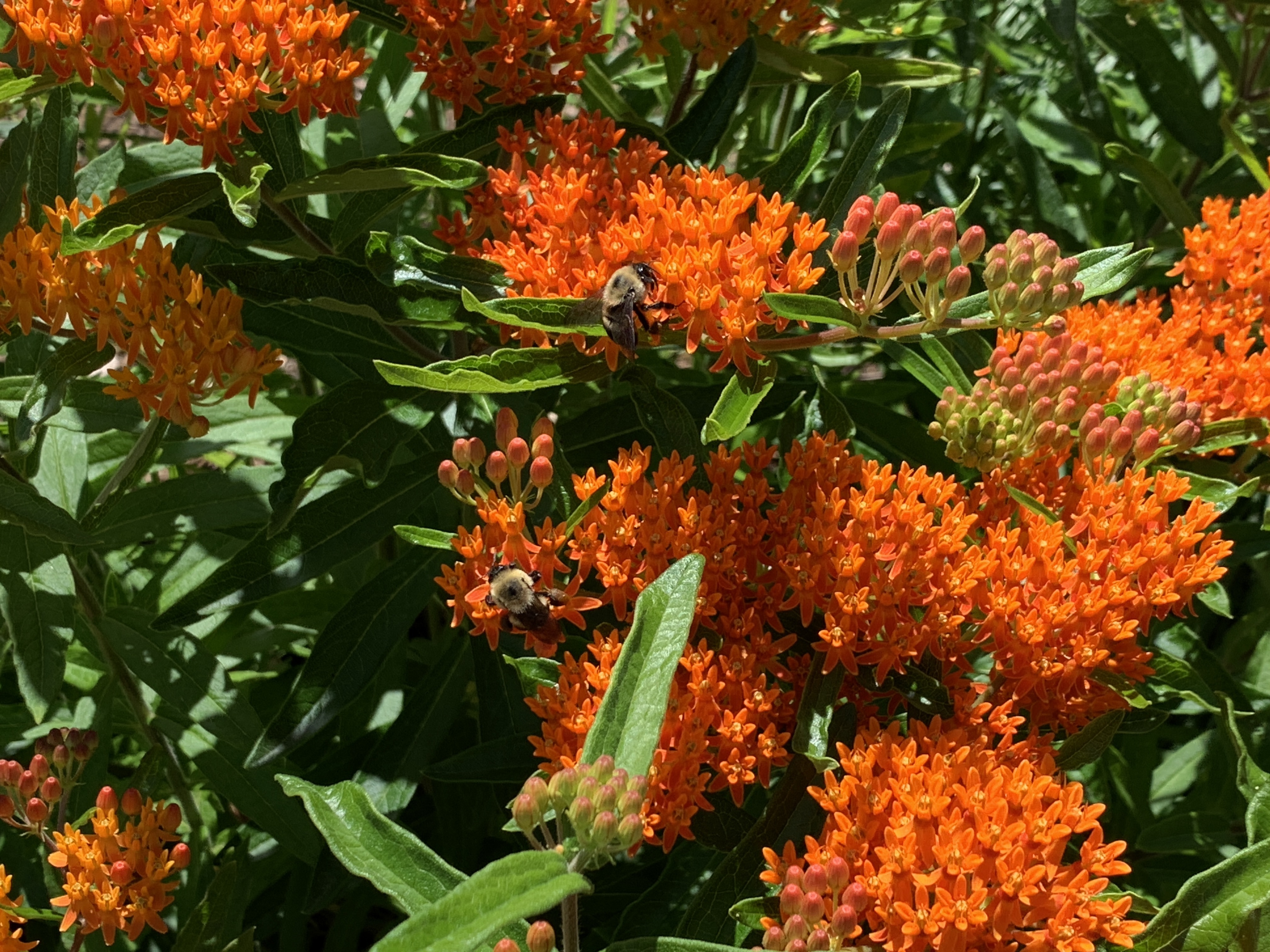 Butterflyweed2