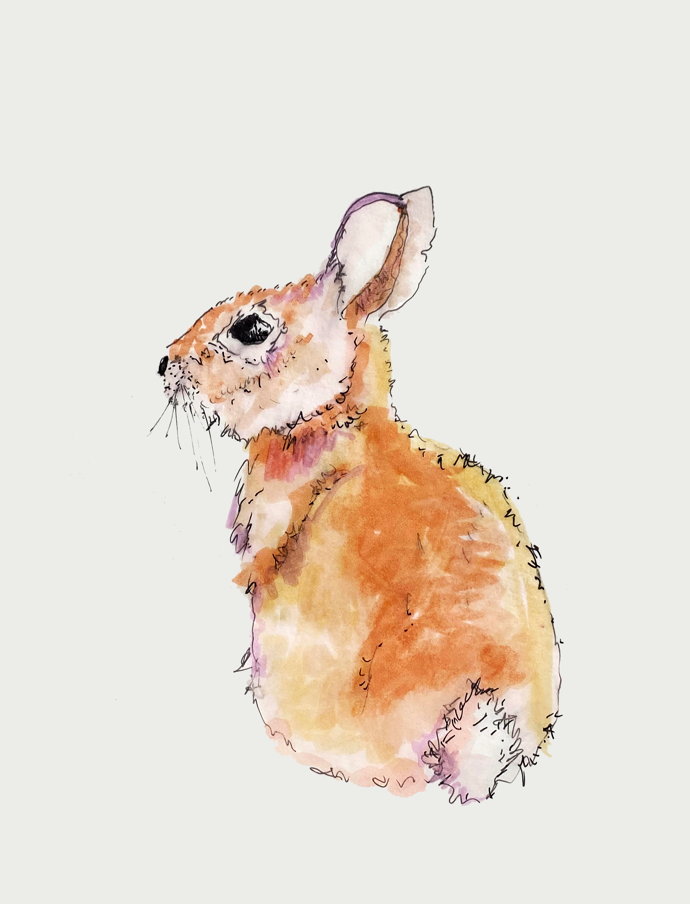 Cottontail 2.0
