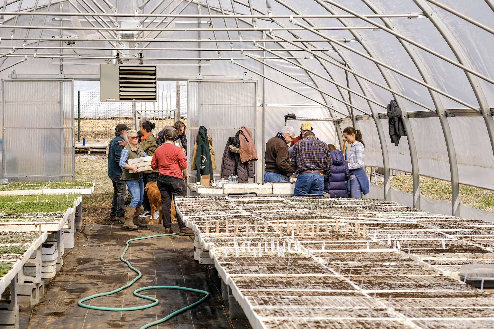 Volunteers Planting Seeds in the Seedtrays in the Quail Hill Farm greenhouse