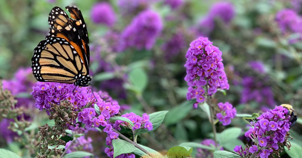 Native Plants for Pollinators