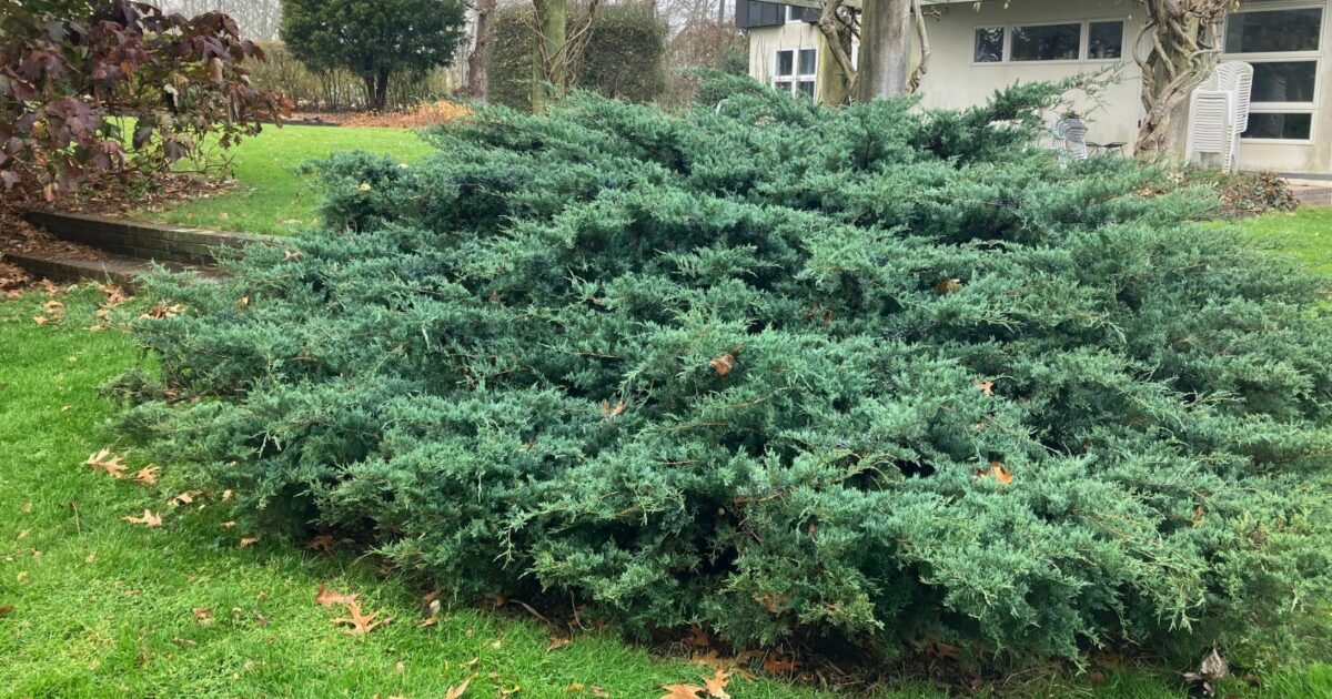 Ricks Native Plant Of The Month ‘grey Owl Eastern Red Cedar