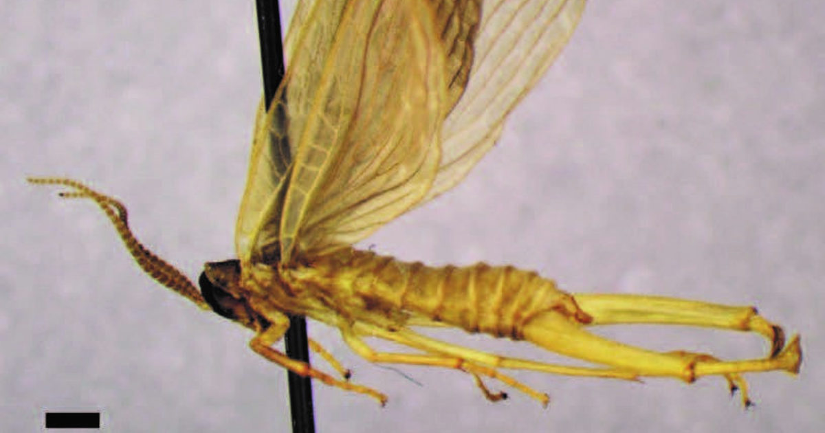 Merope tuber Study: Finding the Elusive, but Important Insect