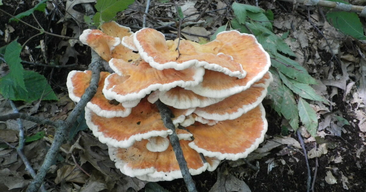 Turkey Tail and Chicken of the Woods: Foraging for Wild Mushrooms