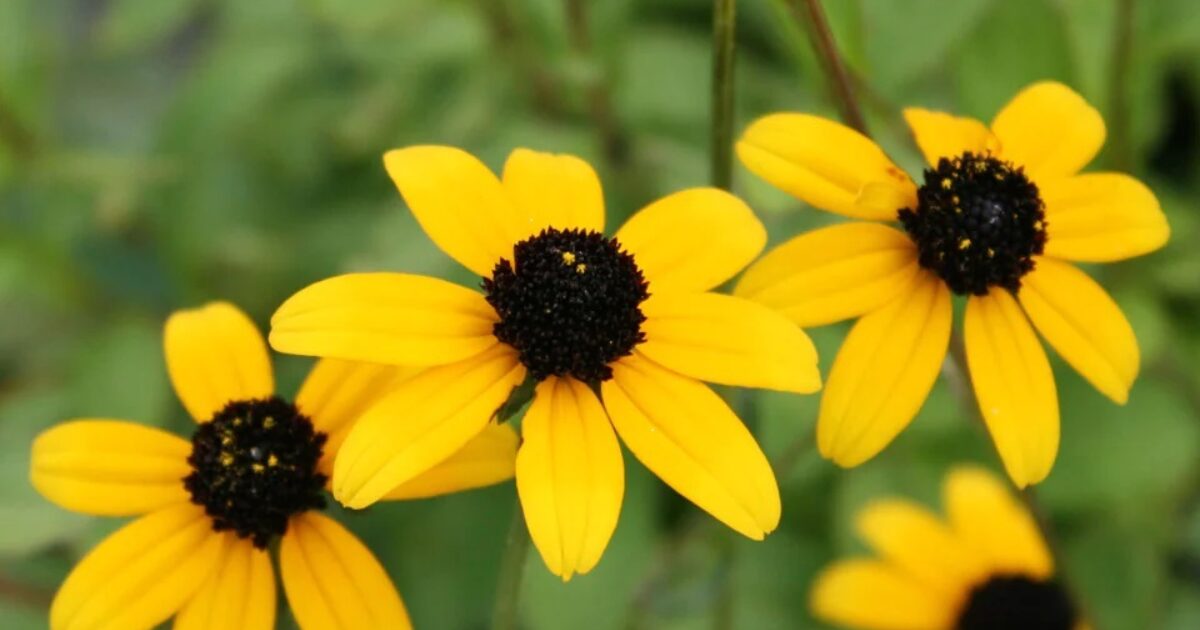 BROWN outlet EYED SUSANS