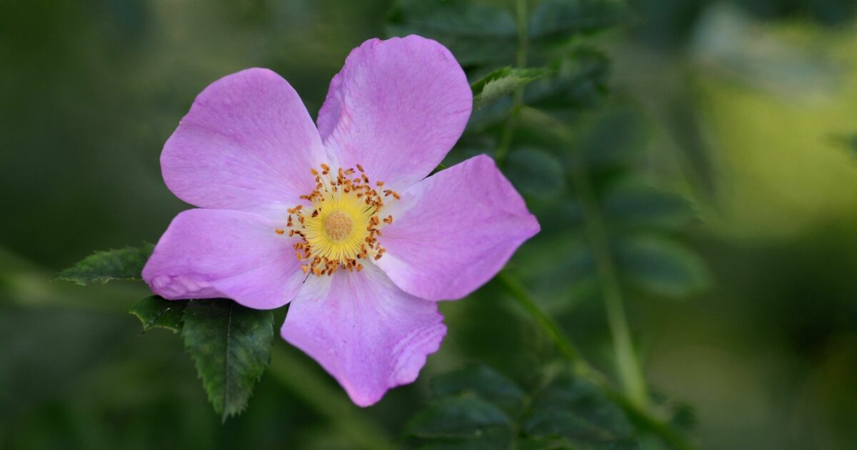 Rick’s Native Plant of the Month | Virginia Rose (Rosa virginiana)