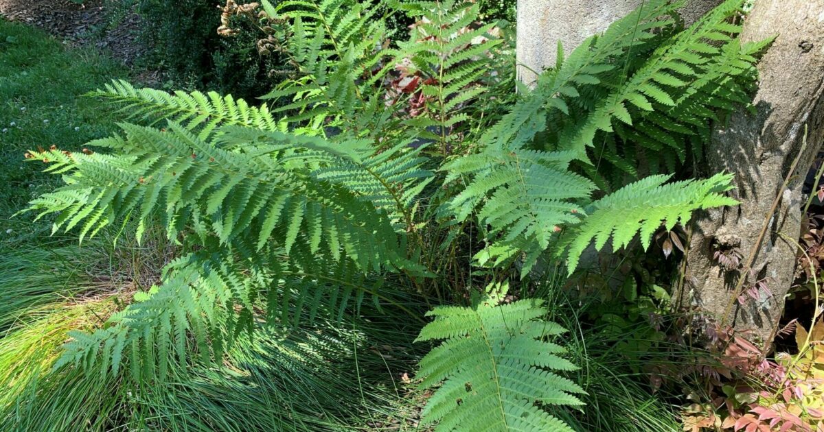 Rick’s Native Plant of the Month | Cinnamon fern (Osmundastrum…