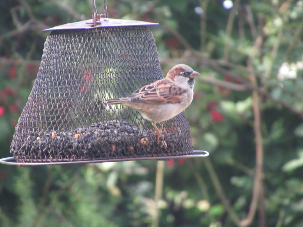 Common sparrow male