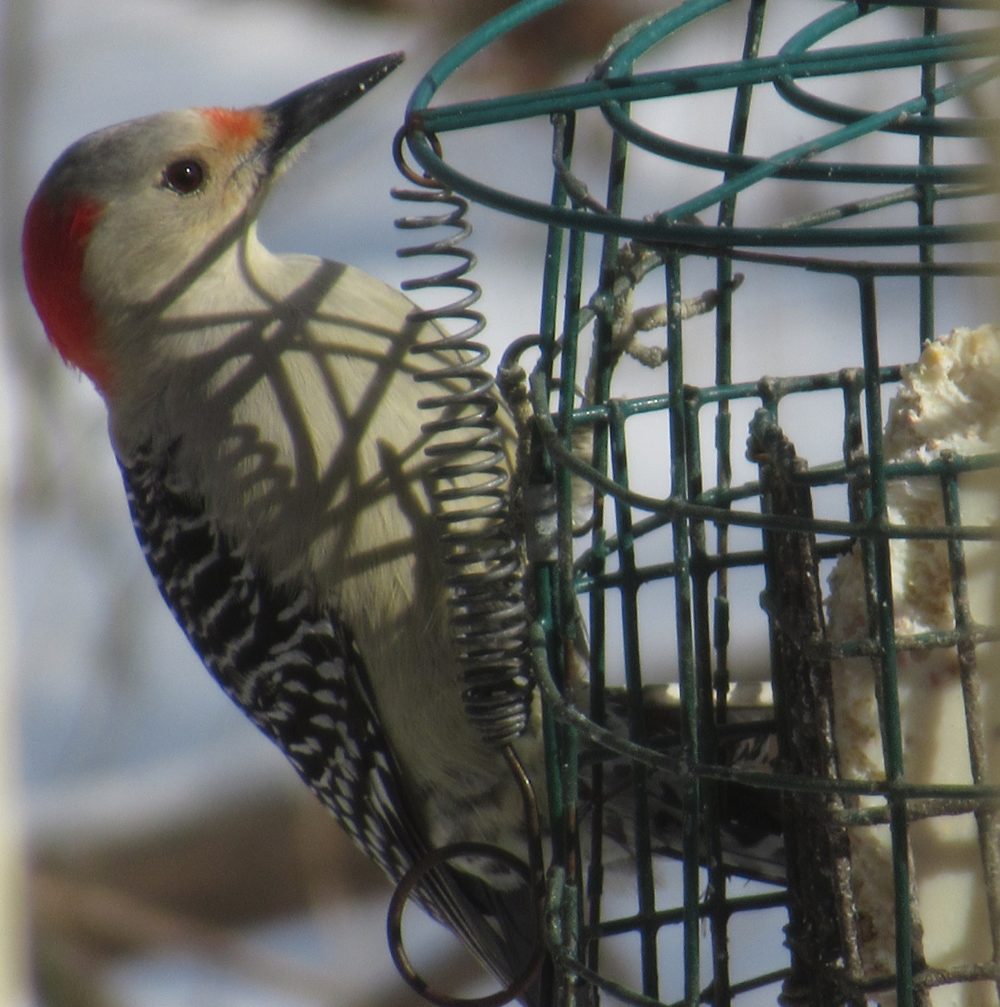 Red bellied Woodpecker Female on suet feeder