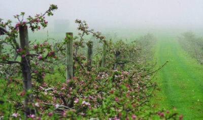 Apple Blossoms in fog