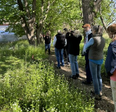 bird walk