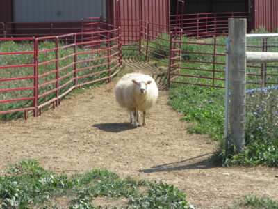 sheep at 8 Hands Farm 