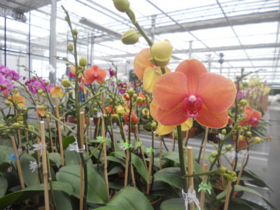 Orchid Program 2012 032