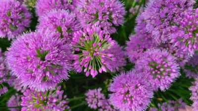Purple flowers widescreen