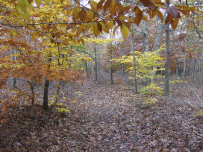 Orange leaves and trail at the Red Dirt Preserve 