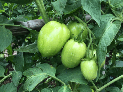 What To Do With All Those Green Tomatoes