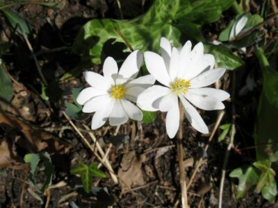 White blooms