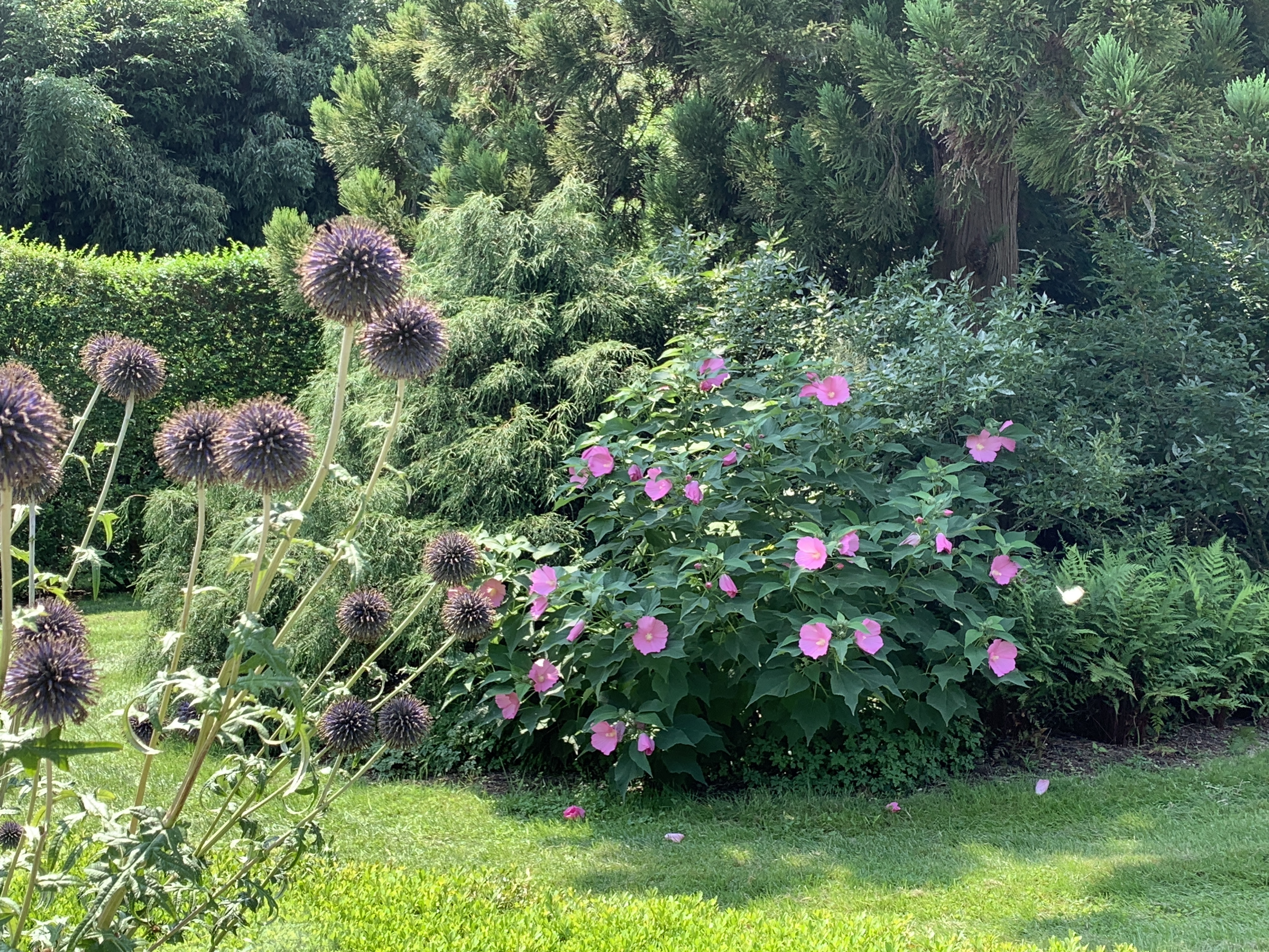 Globe thistle and pink rose mallow