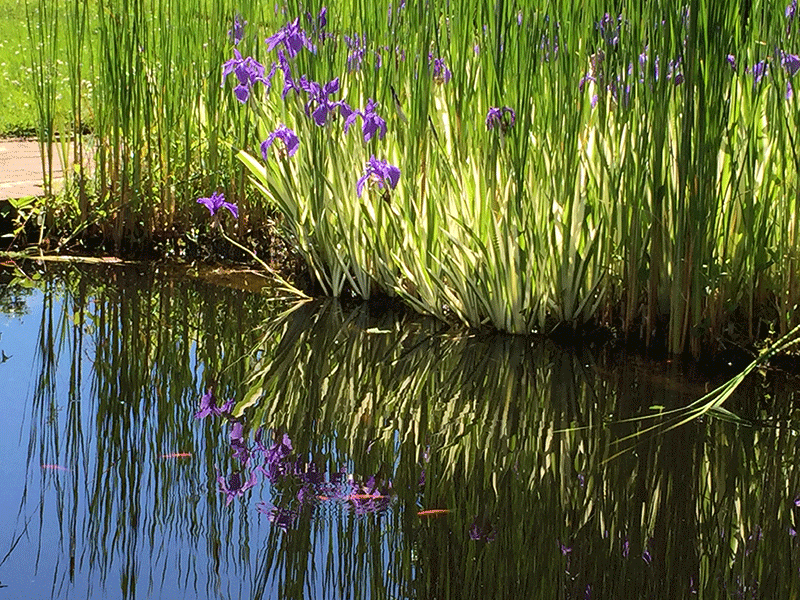 Irises Reflected