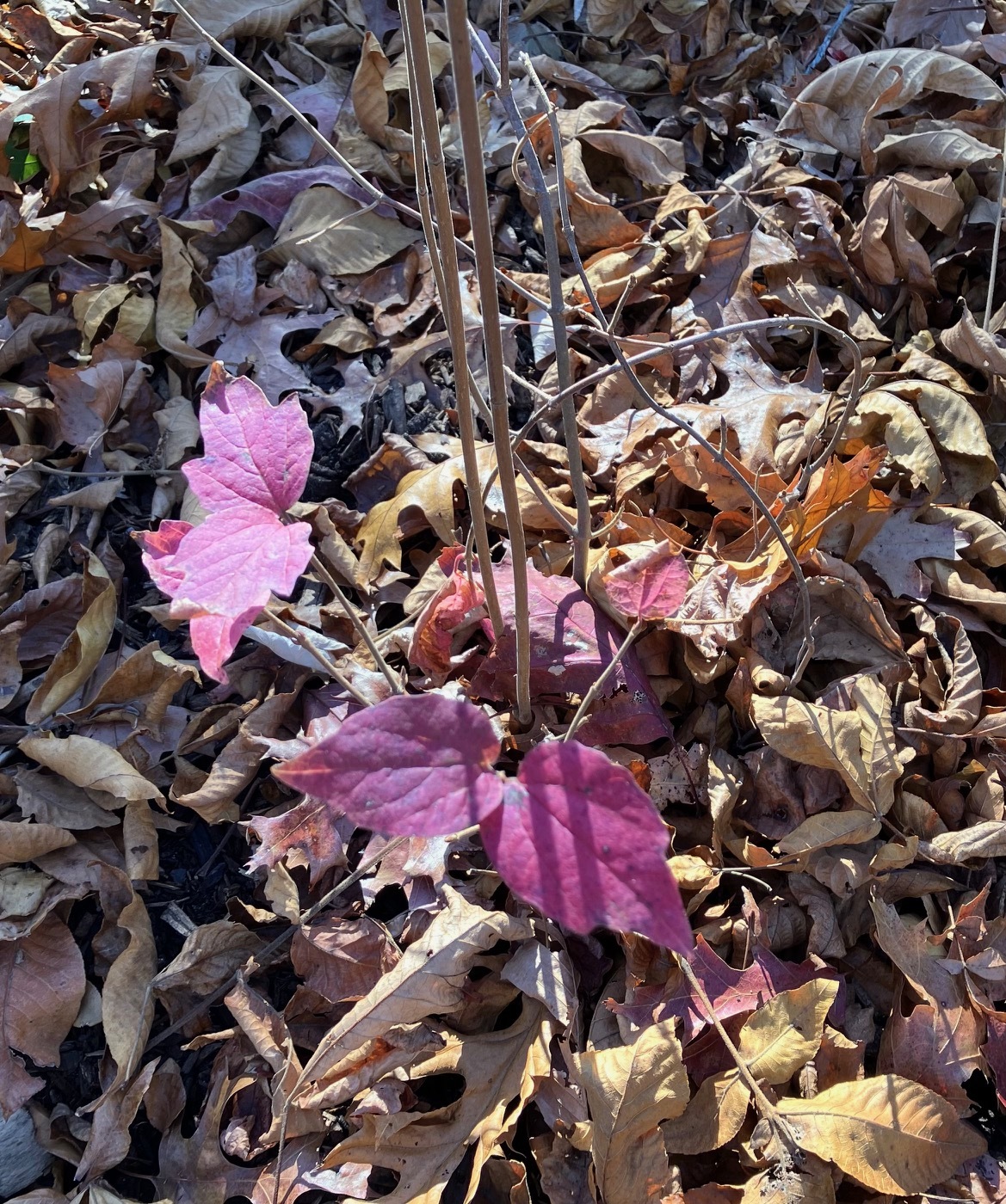 Maple leaved Viburnum sapling