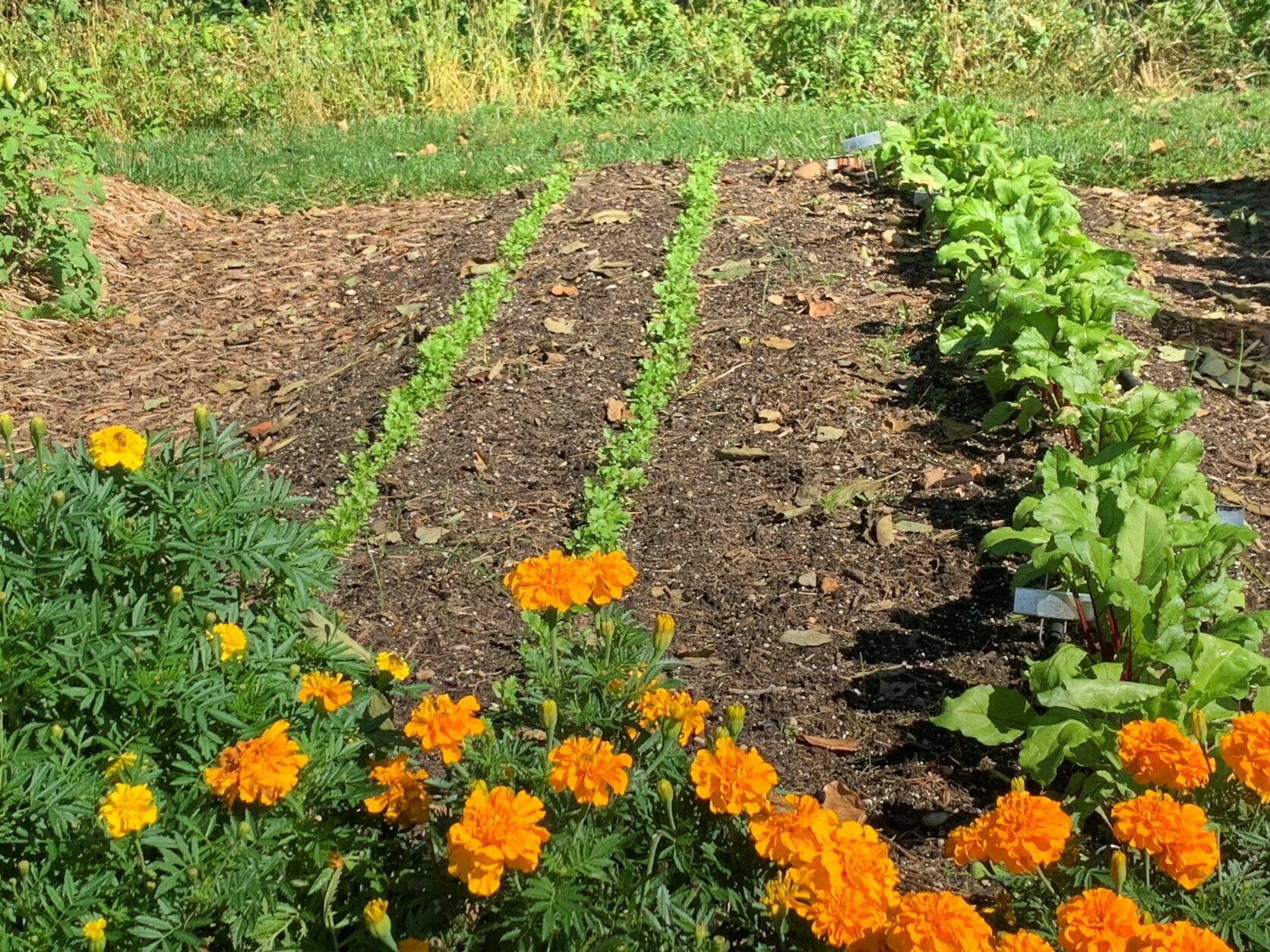New sowing in veg garden