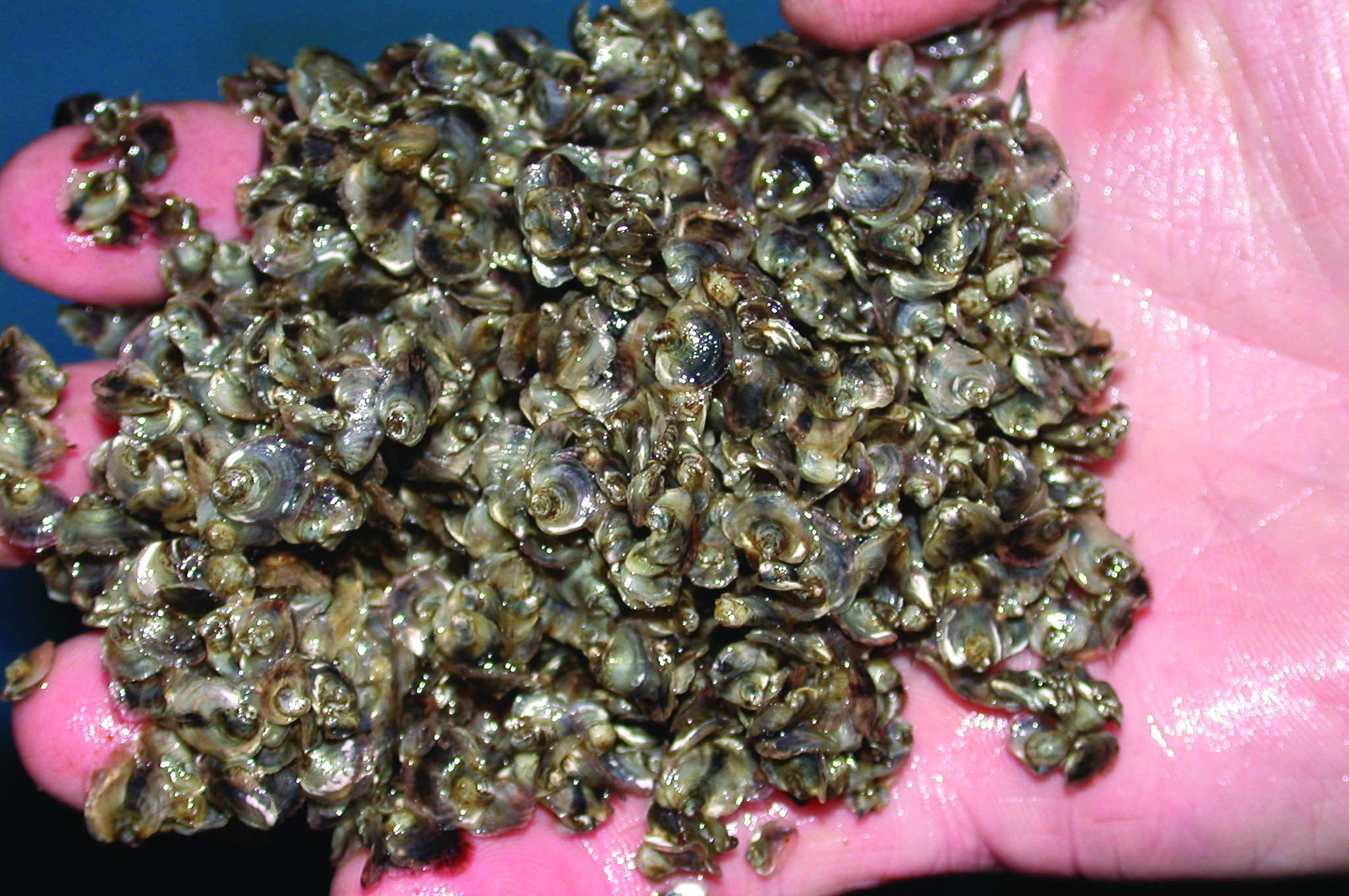 Small Oyster Seeds