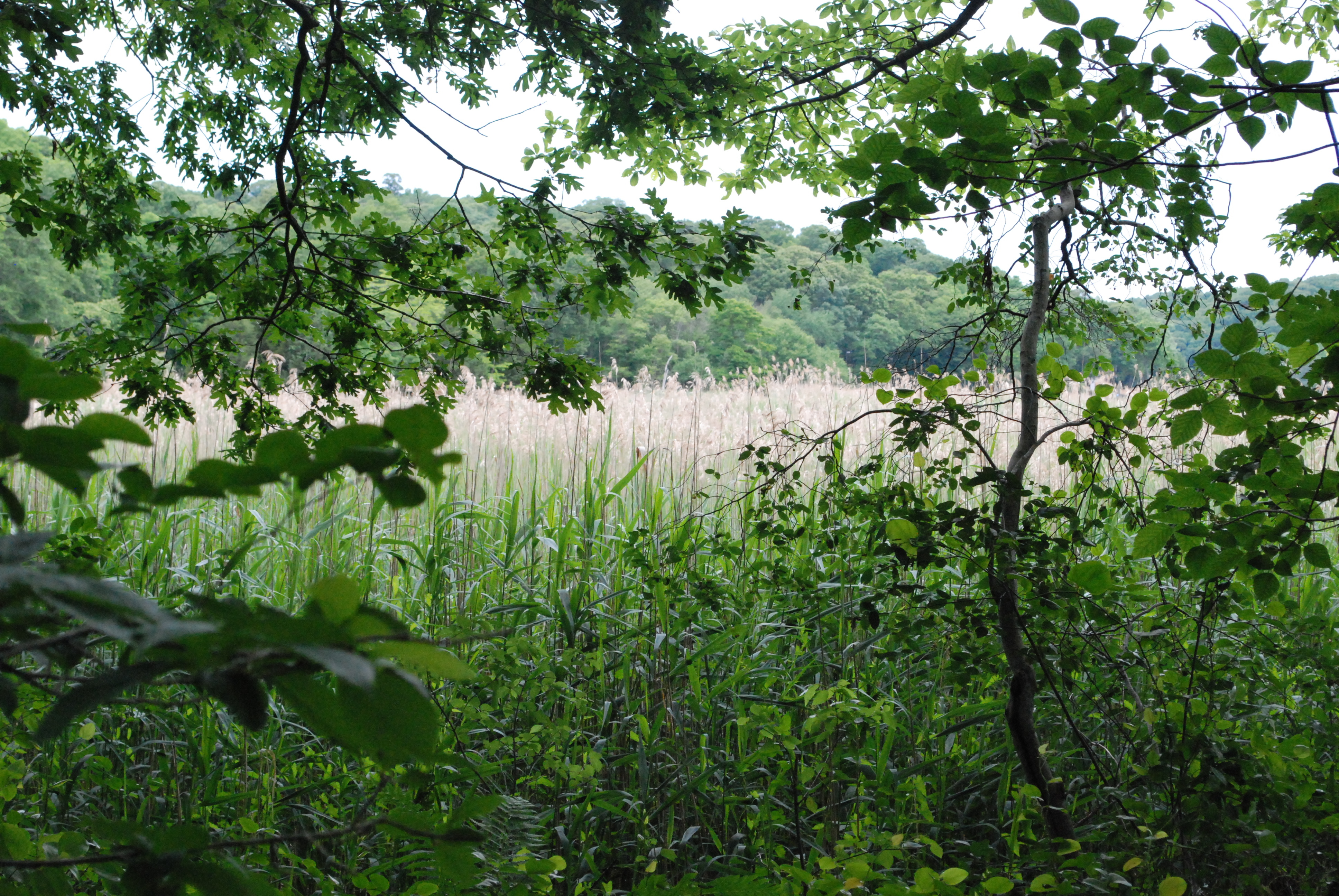 view from the Nissequogue Preserve